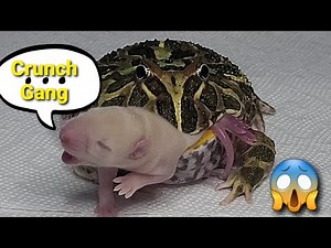 Live Feeding | Pacman Frog Eats Big Rat | Warning