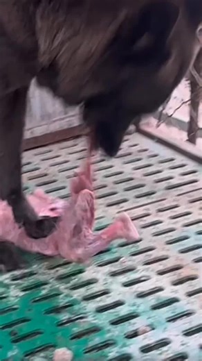 Wolf asmr Eating food video #asmr #wolf #food#warewolf #eatingfood | Wolf