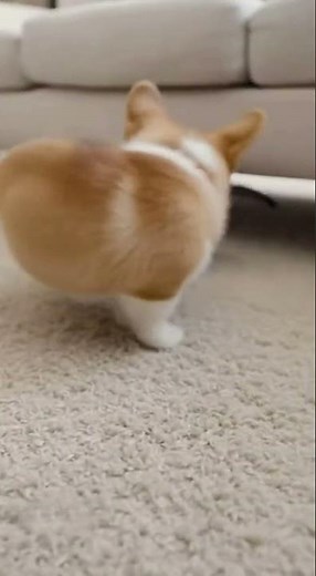 😺🐕‍🦺 Chatty Companions 🎈 Always Together #cat #cute #funny #comedy #animation #puppy #dog #catcute