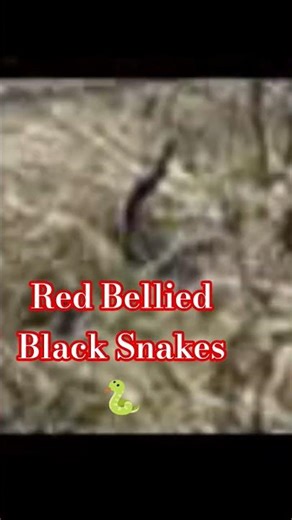 The Bizarre Mating Rituals of Snakes