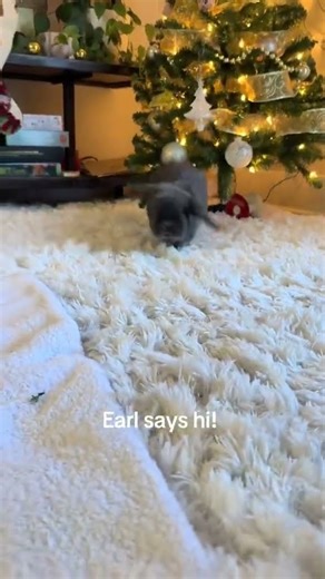 @elizabethjane09: My excited bunny! #rabbitrescue #animal #bunny #rabbits