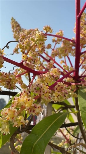 How to get more fruiting in mango tree and how to protect trees from fungus and pest