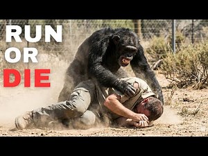 SAVAGE ATTACKS: Deadliest Chimp Attacks Ever Recorded.. No 2 Sent 3 Humans To The Hospital