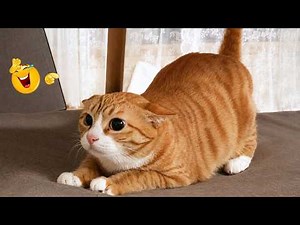Funny Cat Compilation 2026🐈 | When Cats BEING CATS 🤣🐱