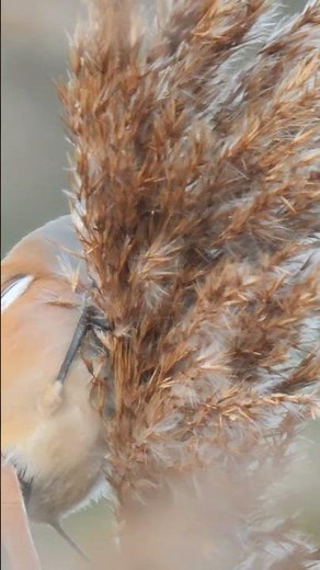 Bearded Tit feeding on a reed #birds #Birding #Wildlife #nature