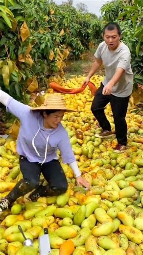 Amazing Delicious Sweet Mango Fruits Harvest From Garden l Rural Farmers Activities #fruit #mango