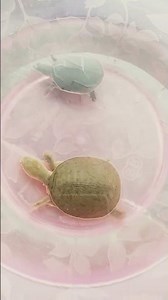 turtle golden chinese box turtle golden turtle 🐢🐢🐢🐢🐢