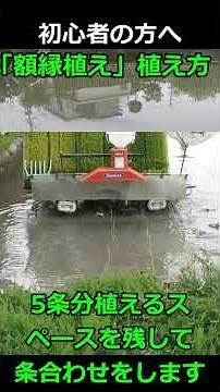 [Rice Planting] For Beginners! How to Do a 2-Lap "Picture Frame Planting" #shorts