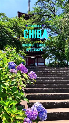 本土寺の紫陽花 - 2024年の美しい映像