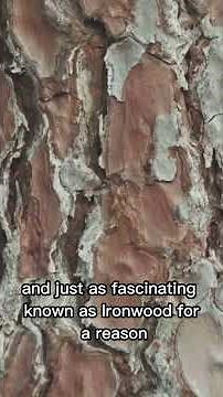 Hornbeam Tree (Carpinus spp)