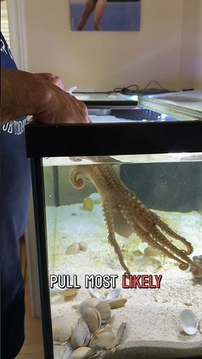 Meet Stevie Nicks the friendly octopus!