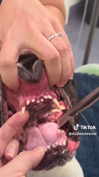 Doubleview Vet Centre (@doubleviewvet) - Ear Flush and Intubation Procedure for Brachycephalic Dogs