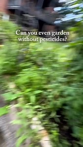 147 reactions · 15 shares | Comment PEST to get earlybird access to our new Pest Control Method It took me a few years of gardening to realize I could do it without the sprays It doesn’t mean my garden is pest free but it is pest proof-meaning I know what to do any time a pest shows up Comment PEST to check out our new Pest Control Method and pest proof your garden too | Gardenary | Facebook