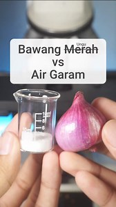 2.1M views · 27K reactions | Yuk praktikum biologi tenang peristiwa osmosis. Peristiwa osmosis bisa diamati dengan praktikum sederhana yaitu meneteskan air garam ke sel bawang merah. Ketika sebuah sel bawang diberi larutan garam yang berkonsentrasi tinggi (hipertonik) maka air dalam sel akan terisap ke luar menyebabkan sel bawang merah mengkerut. Peristiwa ini disebut plasmolis. #plasmolisis #praktikumbiologi #bawangmerah #mikroskop #wadahkotak | wadah kotak | Facebook