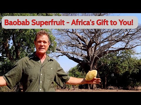 Baobab Superfruit - Africa's Gift to You