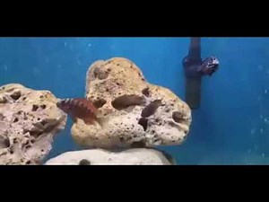 Tropheus Cichlids! All are healthy and active!