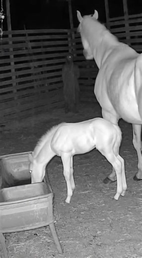 Infrared stable camera view. Rain can be heard outside. A foal drinks from a trough. A shadowy figure with glowing eyes moves along the back wall. The mare steps forward, neck arched, pawing the dirt. The figure halts, wind howling through cracks. Static bursts as lightning briefly illuminates the scene. less | AG Animations