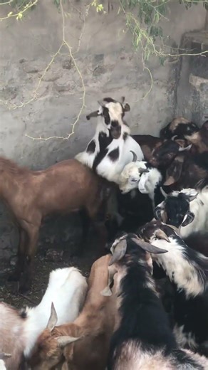 Goat meeting goat farm #bakaraykimasti #boergoats #bakra ‎منظر خلاب للقاء الماعز في صحراء ثار