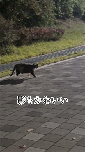 【韓国】にゃんこ横切る wsc71.web.fc2.com/driver.html #韓国旅行 #韓国 #ねこ #猫 #길고양이