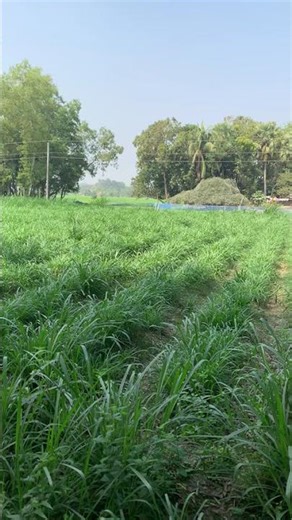 তাইওয়ান হাইব্রিড ঘাস | কম খরচে বেশি লাভ | গরুর জন্য সেরা ঘাস