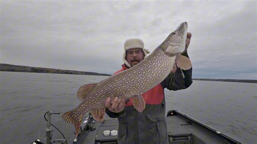 Just jiggin fer a walleye when a 40” pike wanted to play!! Can’t believe that fish was landed. Was a good day on the pond | Saskbuck Outdoors