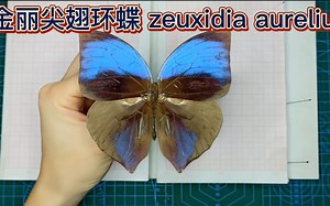 金丽尖翅环蝶 Zeuxidia aurelius
