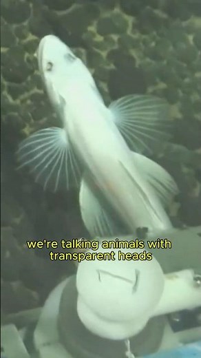 Mariana Trench: The Deepest Place on Earth #MarianaTrench #MarineLife #Animals