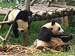 Clumsy baby panda in China scares his mum with quick fall