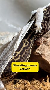 18K views · 224 reactions | Hubadero!!! Why do Leopard Geckos shed? 﫣 | Hidden Geckos | Facebook