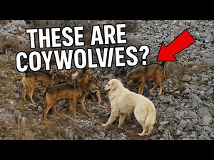 Wolves, Coyotes, or Coywolves: What REALLY Attacked My Great Pyrenees