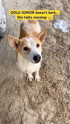 Meet GOLU JUNIOR, the Non-Stop Talker 😂 #shorts #ytshorts #funnydogs #goldenretriever #cutepet
