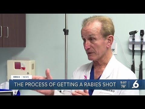 Process of getting a rabies vaccination