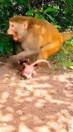 “Baby Monkey’s Prank Goes To Far 😱🐍”“Mother Monkey Panics When Baby Brings a Snake”“This Baby M