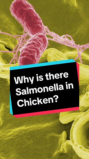 Understanding the Presence of Salmonella in Chicken