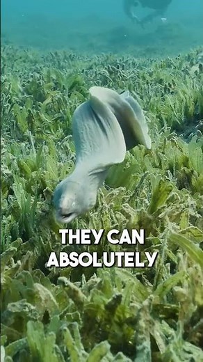 Why Don't Electric Eels Shock Themselves? #animals