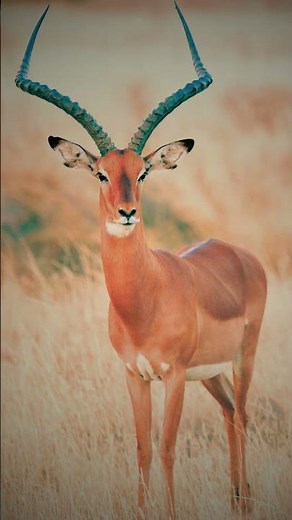 🦌 The impala is a graceful antelope found in the savannas and woodlands of Africa#Impala#SafariLife