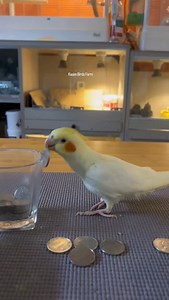 Parrots, Parrot Daily Life, Hand-Raised Parrots, Cockatiels, Cute Pet Debut Plans | Kasim Birds Farm