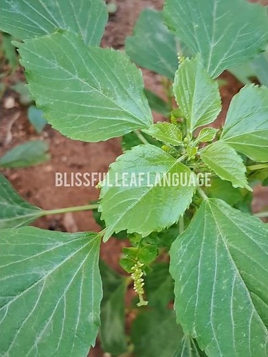 Acalypha indica: The Hidden Healing Leaf 🌿