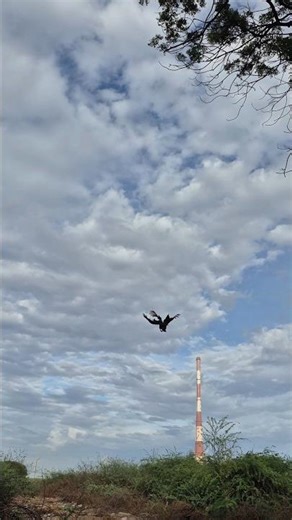 flying peacock to a long distance