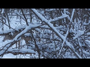 BIG BUCK AT 40 YARDS | PA RIFLE HUNTING