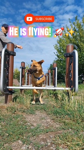 POV: Lucek vs hurdles! 🐕💨 #shorts
