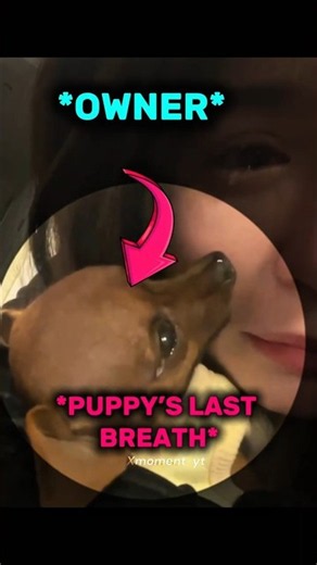 SHE COULDN’T HOLD BACK HER TEARS… 💔🐶🥹