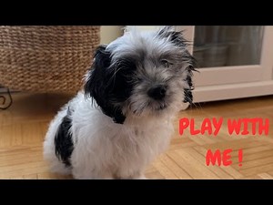 Cute Maltipoo Just Wants to Play | Adorable Puppy Moments