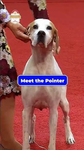 Meet the Pointer