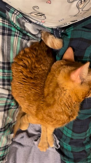 The Duchess was NOT pleased that I trimmed her claws the other night. She typically handles it fairly well, but on this occasion Hermione was quite disgruntled. There was growling and then much sulking. As you can see, she survived with all four paws intact, but she shunned me nevertheless. This orange girl can be SO dramatic! 😂😂❤️❤️❤️❤️❤️❤️ #hermanandbear #gingercat #blindcat #specialneedscats #milossanctuary | Herman's Hangout: A Place for Cats of All Abilities