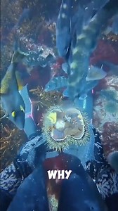 Why Do Parrotfish Lead Divers to Sea Urchins? 🤯🐟 | Amazing Ocean Behavior