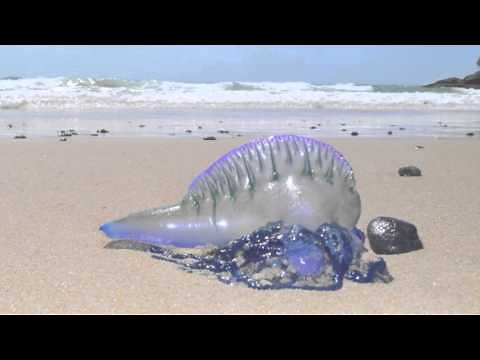 Blue Bottle Jellyfish - Australian Beach | Short Documentary