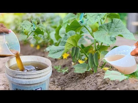 Farmer's Secret: The Most Powerful Liquid Organic Fertilizer That Makes Plants Grow Very Fast