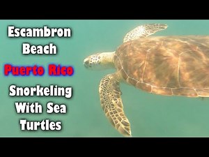 Escambron Beach, Puerto Rico - Snorkeling - Many Sea Turtles