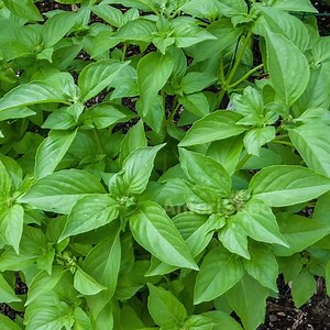 Thai Lemon Basil Seeds: Fresh Non-gmo Herb Seeds (150 ) - Etsy